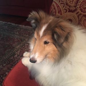 Meet your Posher, Lucy